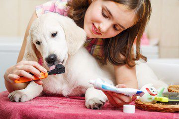 Dog Grooming At Home: Why it is so important and How to start?
