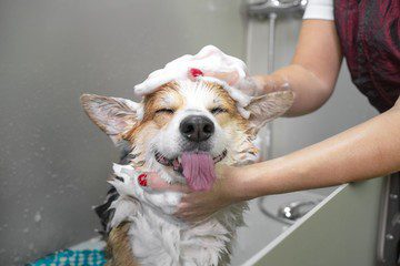 Dog Grooming At Home: Why it is so important and How to start?  